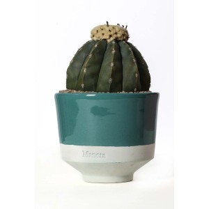 Cactus in vaso blu e bianco di t.b.t.