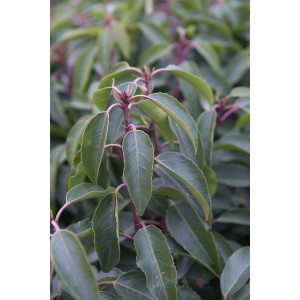 Primo piano di Lauroceraso portoghese con foglie verdi.