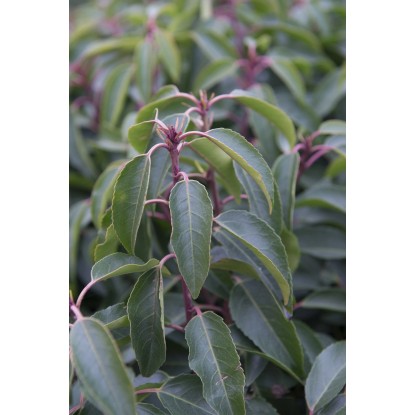 Prunus lusitanica "Angustifolia" cespuglio h cm 30/40