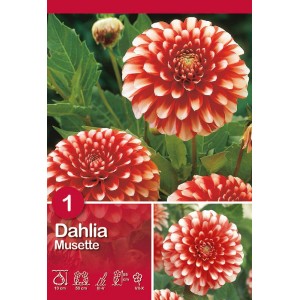 Dalia Musette: Fiore rosso e bianco, ideale per aiuole e vasi.