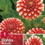 Dalia Musette: Fiore rosso e bianco, ideale per aiuole e vasi.