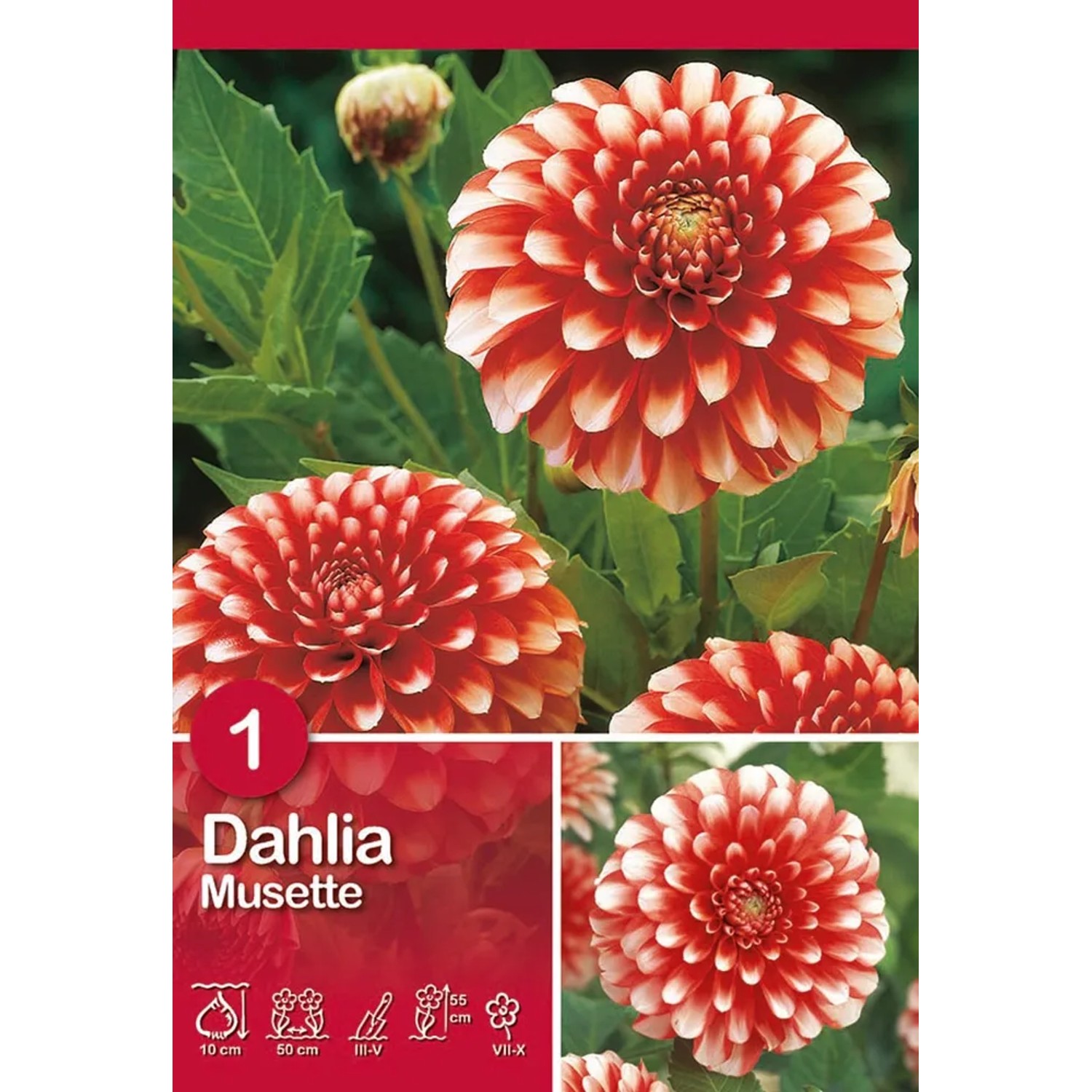 Dalia Musette: Fiore rosso e bianco, ideale per aiuole e vasi.