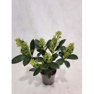 t.b.t. pianta da interno con foglie verdi e boccioli bianchi in vaso.