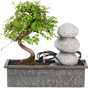 Disposizione a cascata con Easycare Bonsai in ciotola da interno piantata.