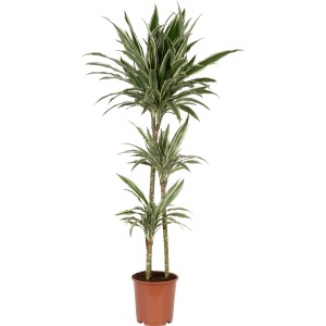 Dracena Deremensis a 3 fusti in vaso, pianta d'appartamento con foglie a strisce verdi e bianche.