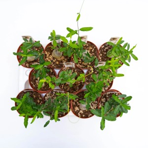 Diversi cactus t.b.t. in vaso su un vassoio, vista dall'alto.