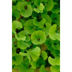 Foglie fresche e verdi di un albero intagliato (Alberi intagliati).