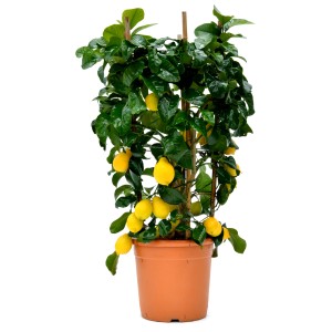 Albero di limone in vaso con frutti gialli. Aggiunta decorativa per il giardino o la terrazza.