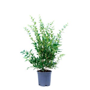 t.b.t. pianta da siepe in vaso con foglie verdi.