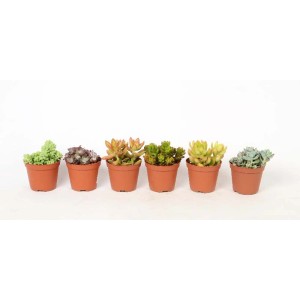 Diverse varietà di Sedum (borracina) in vaso, ideali per giardini rocciosi.