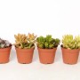 Diverse varietà di Sedum (borracina) in vaso, ideali per giardini rocciosi.