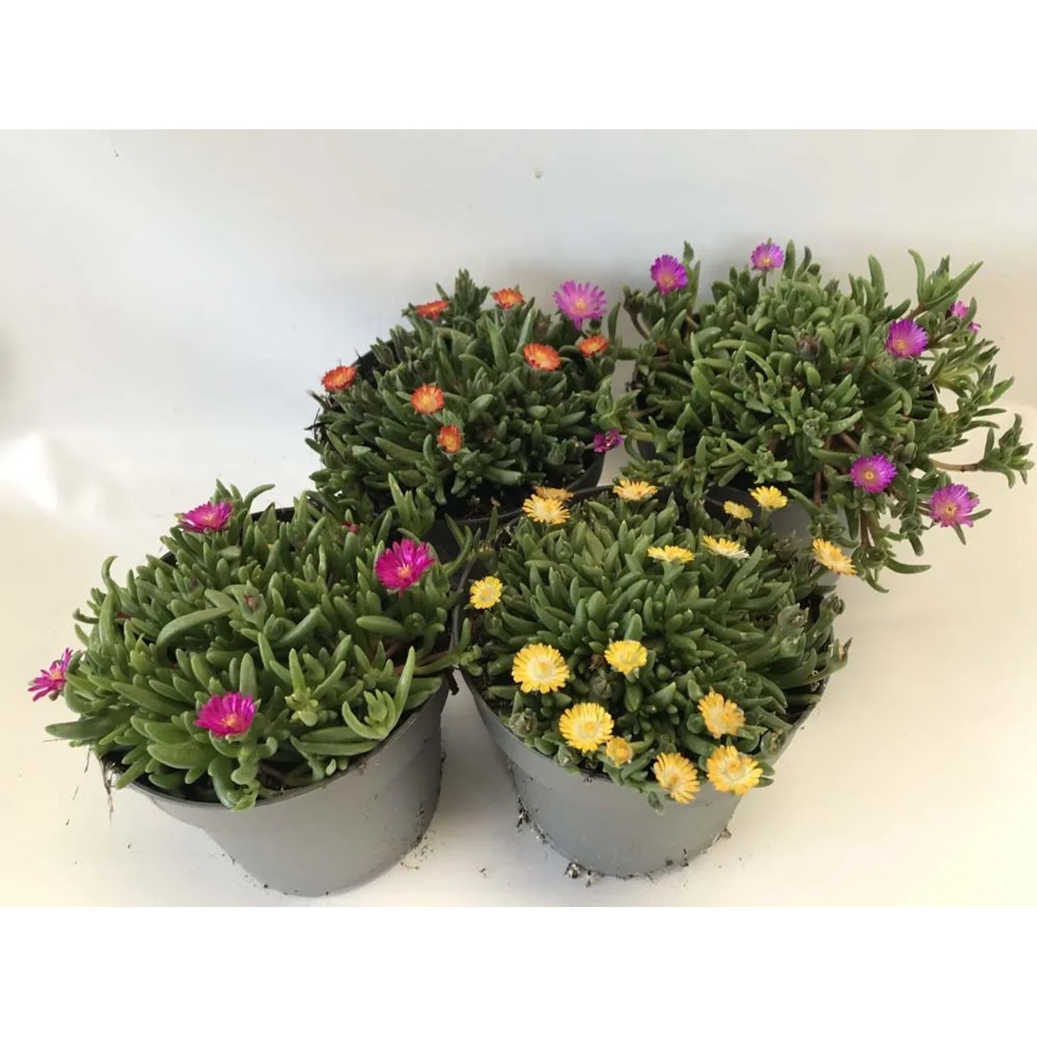 10 vasi per piante da 5,6 l, nero, 20 x 20 x 23 cm
