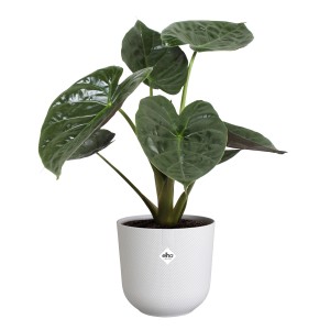 Vaso per fiori Elho Jazz, Ø 23,1 cm, bianco, con pianta. Vasi da interno.
