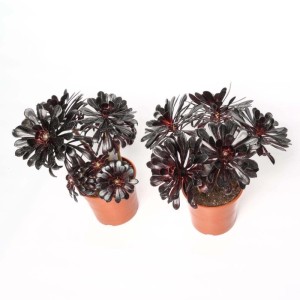 Aeonium nigra piante succulente vaso Ø 17 cm