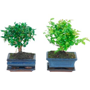 Due bonsai in vaso blu con pietra decorativa, vaso-Ø ca. 16 cm.