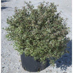 Arbusto t.b.t. in vaso, foglie verdi con bordo bianco. Arbusto ornamentale per giardino e aiuola.