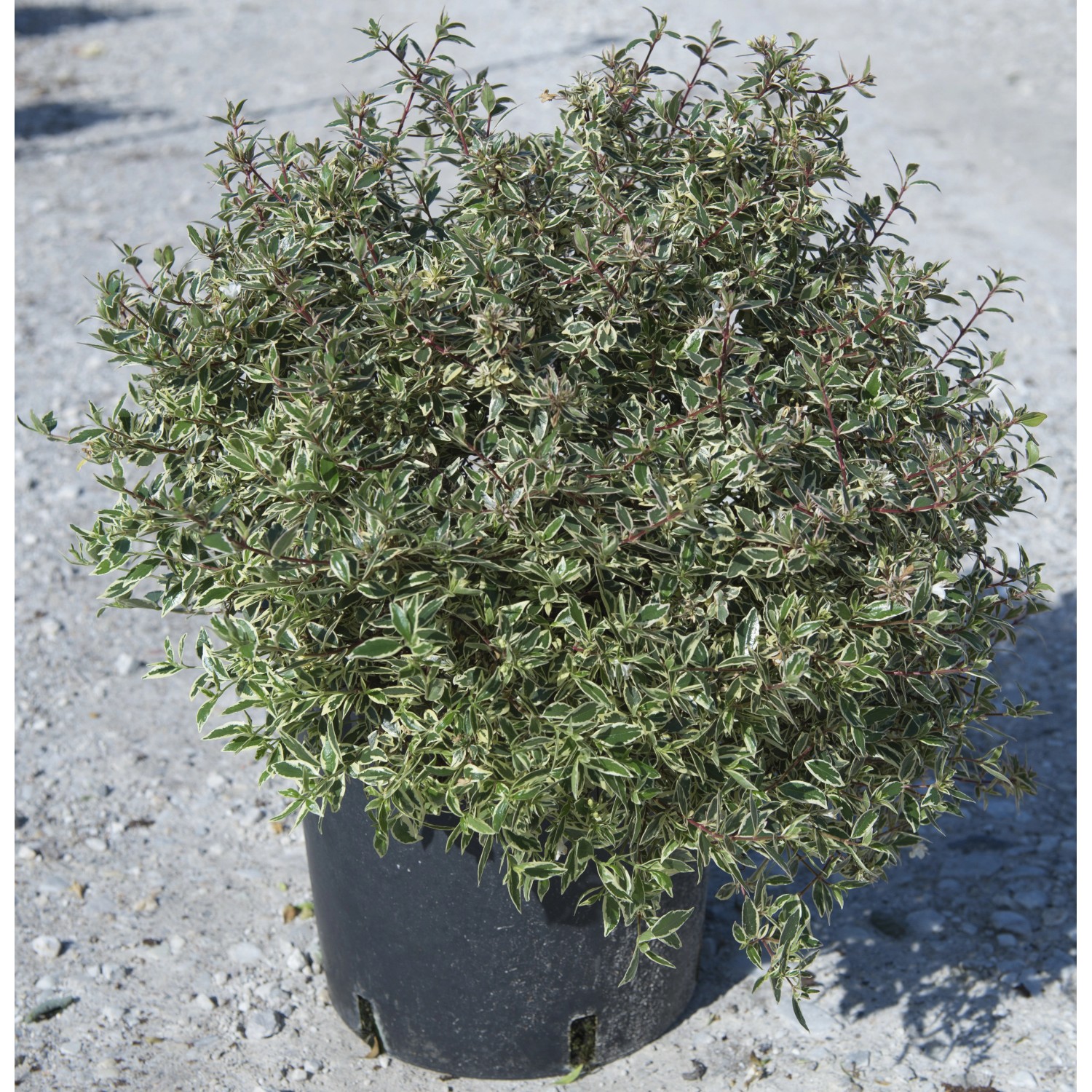 Abelia grandiflora Conti Confetti vaso lt 10 OBI