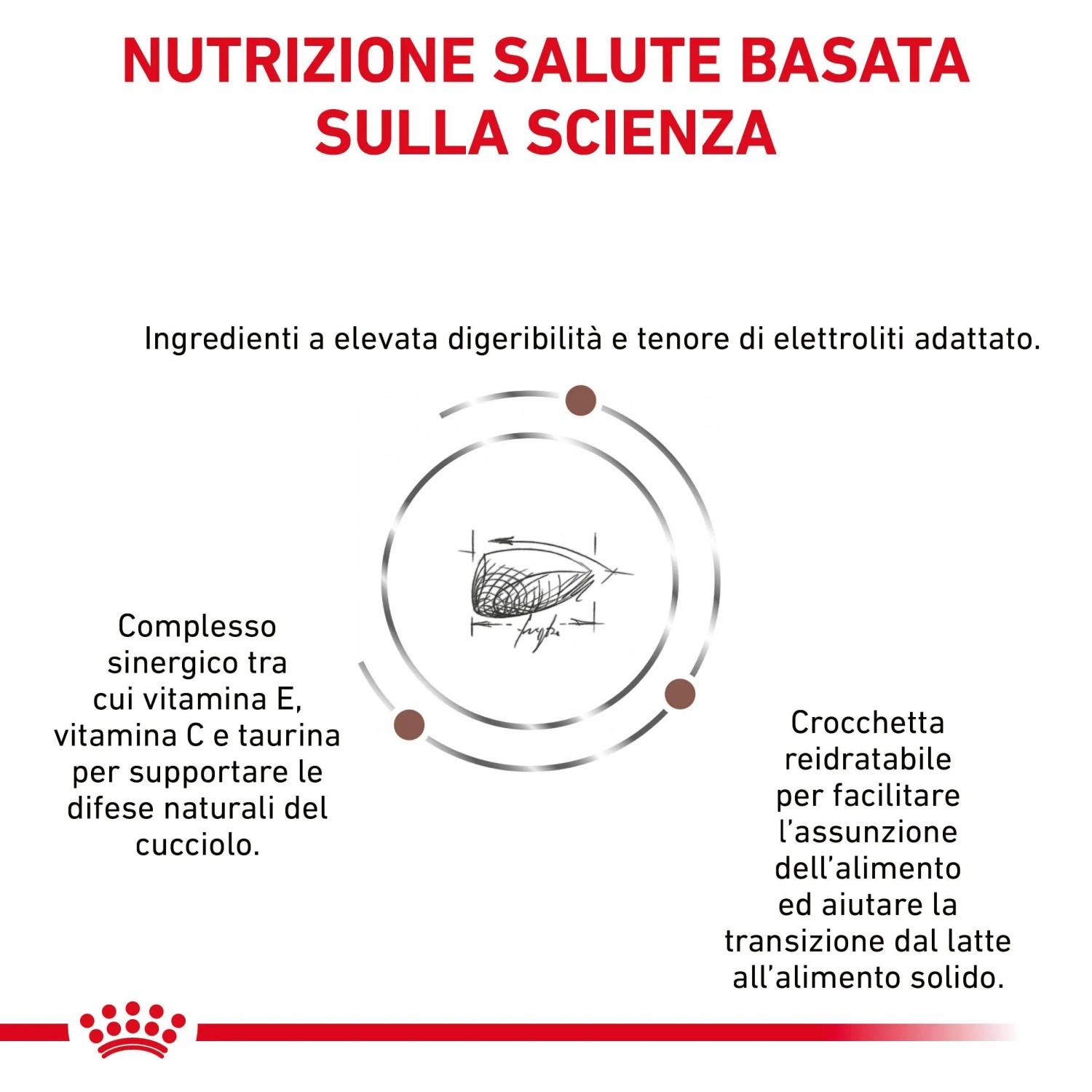Grafica informativa sulla composizione nutrizionale del cibo secco per cani t.b.t.