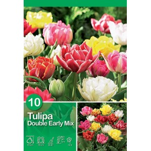 Mix di tulipani doppi precoci con fiori colorati rossi, gialli, rosa e bianchi.
