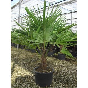 Palma nana verde in vaso, un'aggiunta decorativa per il giardino.