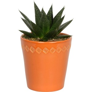 Succulenta Tana in vaso di ceramica arancione con motivo, Ø 12cm.