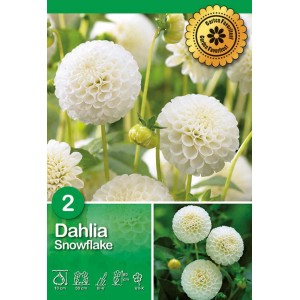 Confezione di Dahlia bianca 'Snowflake'. Bulbi da fiore per il giardino.