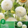Confezione di Dahlia bianca 'Snowflake'. Bulbi da fiore per il giardino.