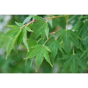 Primo piano di foglie d'acero verdi della categoria Acero.