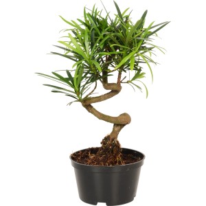 Bonsai da interno in vaso, vari tipi, ca. 10 cm di diametro. Pianta verde decorativa per interni.