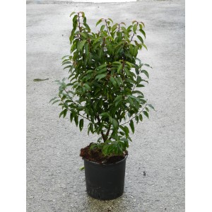 Lauro portoghese Angustifolia in vaso, alto circa 60-80 cm, con foglie verde scuro.