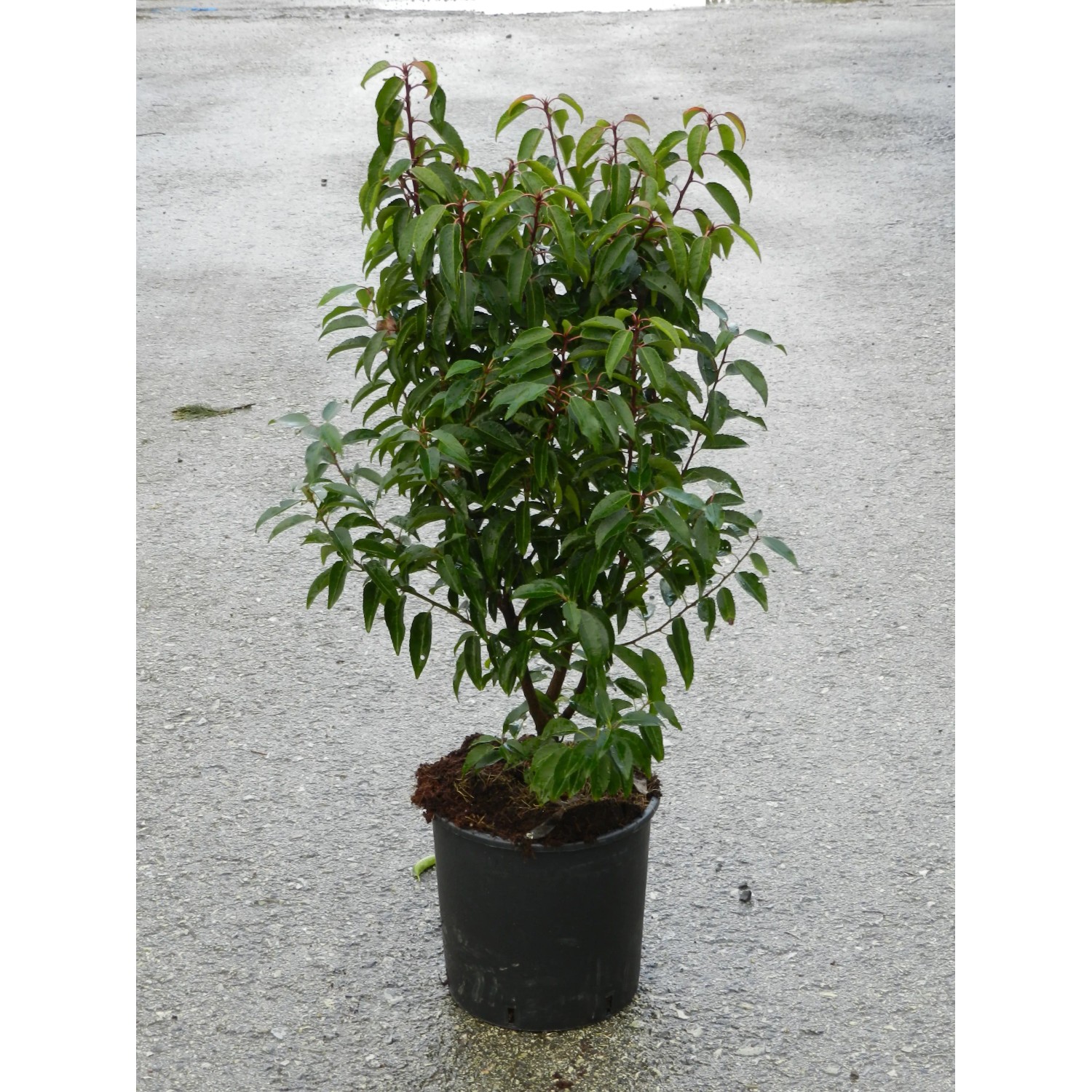 Lauro portoghese Angustifolia in vaso, alto circa 60-80 cm, con foglie verde scuro.