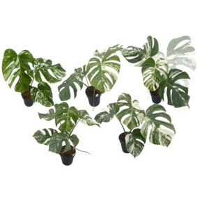 Diverse piante da interno Monstera con foglie verdi e bianche in vasi neri.