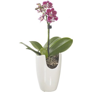 Orchidea fiorita con fiori rosa e bianchi in vaso bianco.