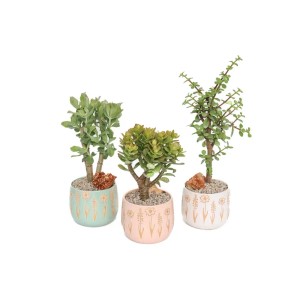 Tre diverse piante grasse t.b.t. in vasi decorativi.