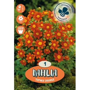Dalie arancioni "Topmix Orange" come bulbi da fiore per il giardino.