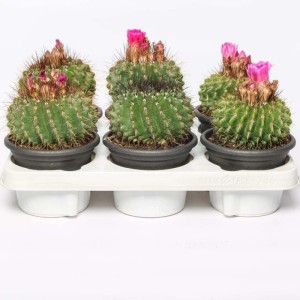 Notocactus herteriCactus vaso Ø 13 cm