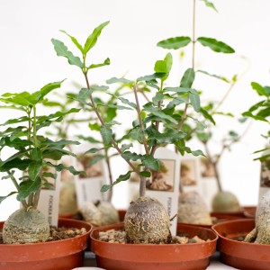 Diversi cactus t.b.t. in vasi marroni con foglie verdi.