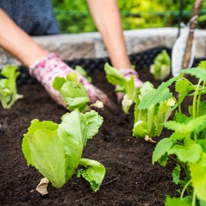 Piantare lattuga in terriccio universale. Mani con guanti da giardinaggio.