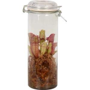 Pianta carnivora in vaso di vetro (Ø 13cm), pianta d'appartamento decorativa ed esotica.
