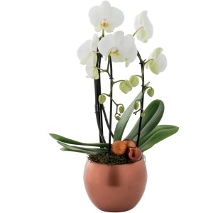 Orchidea bianca in vaso bronzo con palline decorative. Elegante pianta da interno.