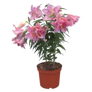 Giglio Azian rosa in vaso, fiori rosa scuro, diametro vaso circa 13 cm.