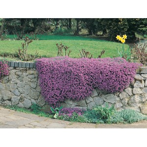 Aubretia Rock Collection viola su muro in pietra, vaso Ø ca. 13 cm.