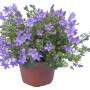 Campanula Get Mee blu in vaso, una pianta da interno fiorita di GROW by OBI.
