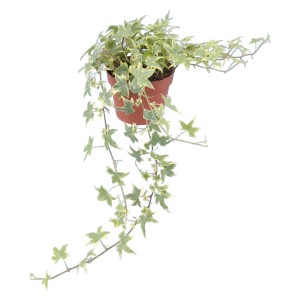 Edera variegata gialla (Hedera Helix) in vaso, una pianta rampicante di GROW by OBI.