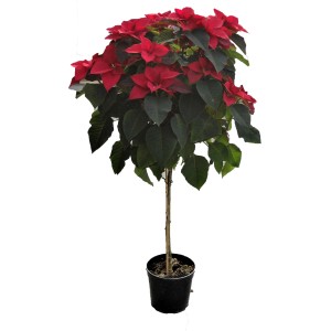 Stella di Natale rossa (Stella di Natale) in vaso.