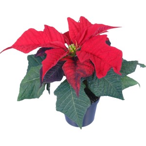 Mini stella di Natale in vaso, brattee rosse, diametro vaso circa 6 cm.