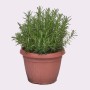 Rosmarino vaso ø 25 cm