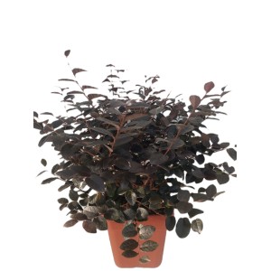 Loropetalum Frangia Cinese vaso 27 cm