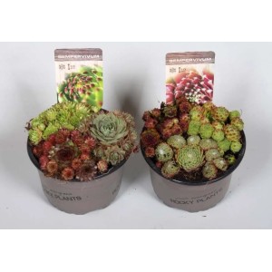 Due vasi di piante di Semprevivo (t.b.t.) in diversi colori.