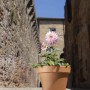 Vaso per piante Standard in terracotta ø 17 cm_2